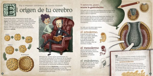 El cerebro humano. Explicado por Dr. Santiago Ramón y Cajal - Pablo Barrecheguren - Imagen 3